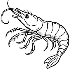Line art drawing of a single shrimp