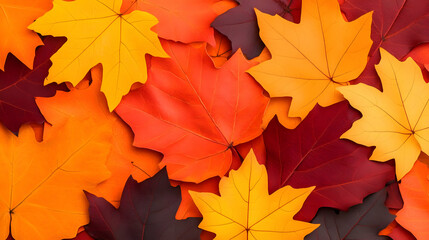 Fototapeta premium Colorful red and orange autumn maple leaves isolated from a natural seasonal tree
