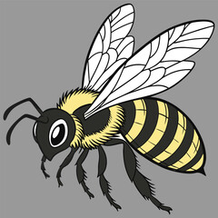 Sketch of a bee. Vector illustration on transparent background