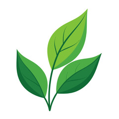 Fototapeta premium three green leaves attached to a single stem.