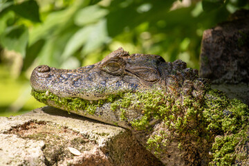 Crocodilo