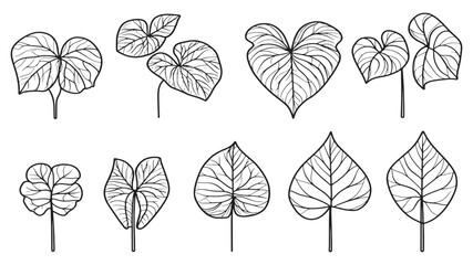 Sweet Potato Leaf Green Healthy Plant