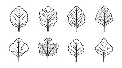 Swiss Chard Leaf Healthy Leaf Illustration