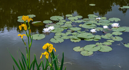 Yellow marsh irises and beautiful white lilies bloomed on the small pond.