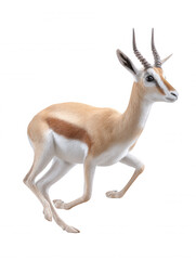 Obraz premium An elegant spbok antelope with distinct facial markings and slender horns gracefully leaps across a pristine white background in a stunning wildlife portrait.