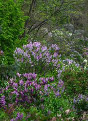 Naklejka premium Beautifully blooming large lilac bushes.