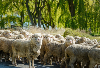 New Zealand merino sheep on the country road in the morning sun. Mackenzie District. South Island.