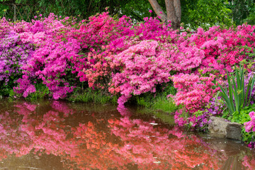 Large bushes of beautifully blooming azaleas growing on the bank of the pond are reflected in the water.