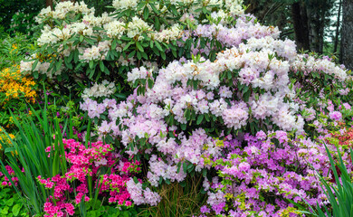 Large bushes of beautifully flowering azalea.