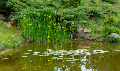Yellow marsh irises and beautiful white lilies bloomed on the small pond.