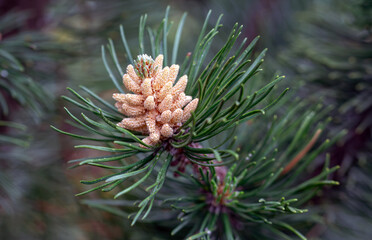 Fototapeta premium Spring shoots on coniferous trees.