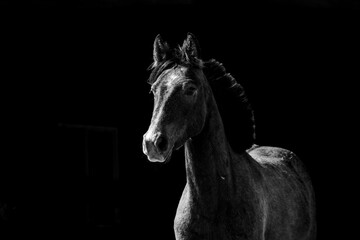 Obraz premium fine art horse equine animal dark 