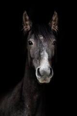 Obraz premium fine art horse equine animal dark 