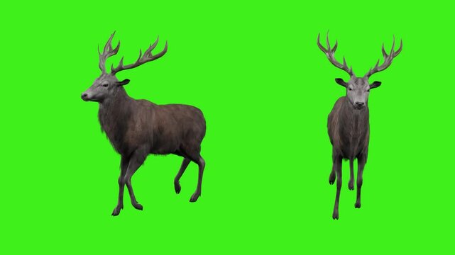 Deer Walk Cycle Animation on Green Screen