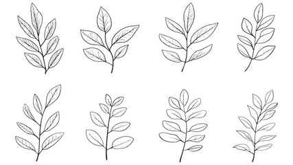 Tamarind Leaf Clean Line Art Illustration