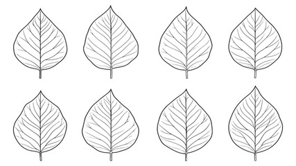 Teak Leaf Simple Botanical Line Drawing