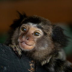 Monkey sagui