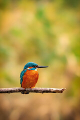 Martin-p&ecirc;cheur ( IA r&eacute;duire bruit avec accentuation )