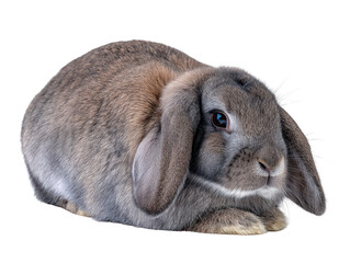 A cute grey lop-eared rabbit is peacefully resting on a white background, with its soft fur and gentle expression creating a heartwarming animal portrait study.