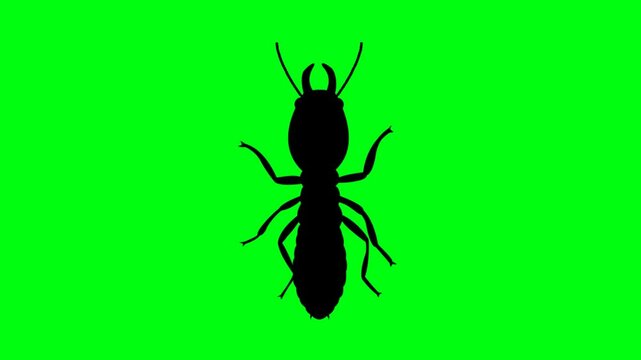 termite Animation 4K white background and green screen 