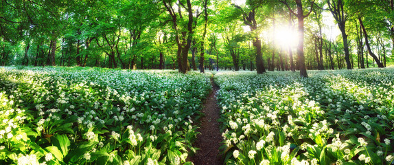Panorama of Spring Forrest. Fresh Green Woods in the Forest of Franconia, Germany. Blooming wild garlic.