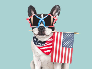 Cute puppy, sunglasses and American Flag. Closeup, indoors. Studio shot. Congratulations for...
