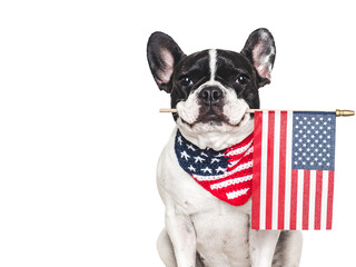 Cute puppy, collar and American Flag. Closeup, indoors. Studio shot. Congratulations for family, loved ones, relatives, friends and colleagues. Beauty and fashion concept. Pets care