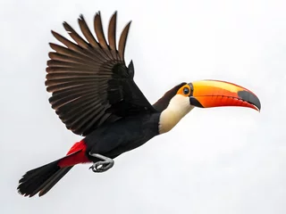 Fotobehang Toekan toucan on a branch  © STOCK CART