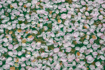 水面に浮かぶ美しい桜の花びらのクローズアップ