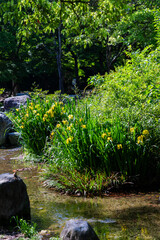 stream in the woods