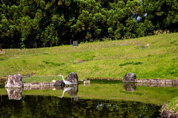 Scenery in the forest in summer