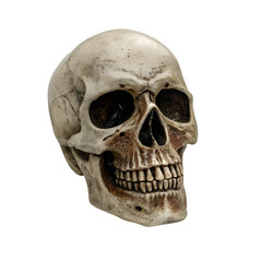 Obraz premium Detailed Human Skull Replica: Anatomy Study Resource isolated on transparent background