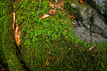 close up of green moss growing on a weathered rock surface in a forest, natural texture, organic patterns, and rich earthy tones, backgrounds or nature-themed designs, real life environment .