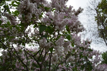 Soft pink and white lilac blossoms blooming on spring tree with lush green leaves