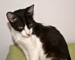 Black and white cat sitting and looking down