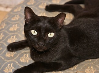 Black cat lying on a patterned sofa cushion