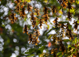 Late Autumn: Tree Seeds in Soft Light