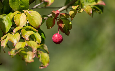 Ornamental shrub with red berry and green leaves