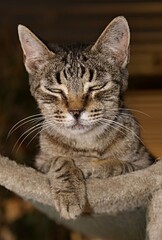 Fototapeta premium Tabby cat relaxing on scratching post with closed eyes