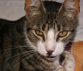Fototapeta premium Tabby cat staring with intense yellow eyes