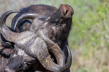 South Africa, Kruger National Park, African Buffalo (Syncerus caffer)