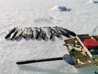 Winter fishing, catching a fish in the North of Sweden