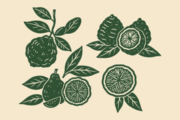 Bergamot fruit set engraving style vector illustration