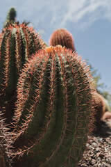 Macro of Cactus Spines and Ribbed Texture, Highlighting Desert and Minimalist Details
