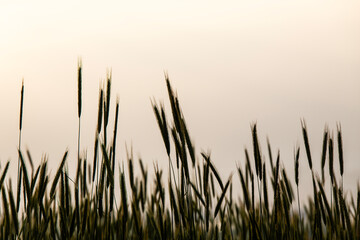 view of the barley against the sky during sunrise