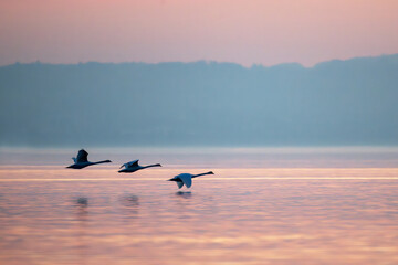 Schwanenformation im Flug über ruhigem Wasser bei Sonnenaufgang oder Sonnenuntergang
