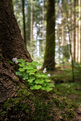 Vertikale Aufnahme von Sauerklee mit weißen Blüten am moosbewachsenen Stamm eines Nadelbaums im Wald, mit unscharfem Hintergrund aus Baumstämmen und Lichtpunkten