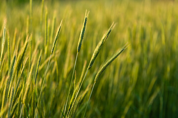 Obraz premium barley field in the morning