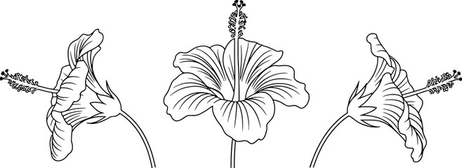 Three hibiscus flowers line art botanical illustration © vector Art