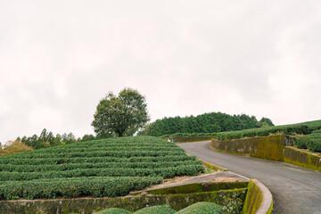 Obraz premium Beautiful fresh green tea plantation at Nihondaira, Shizuoka - Japan